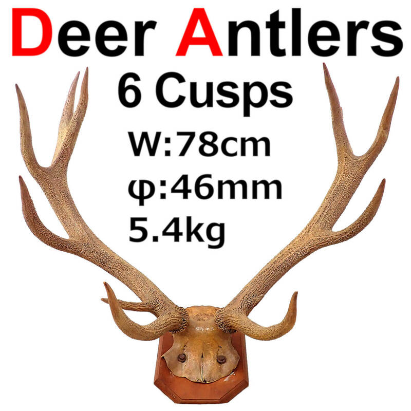Deer Antlers 6 Cusps W78cm φ48mm 5.4kg 鹿角 6尖 上頭蓋付 剥製 木製壁掛け台座