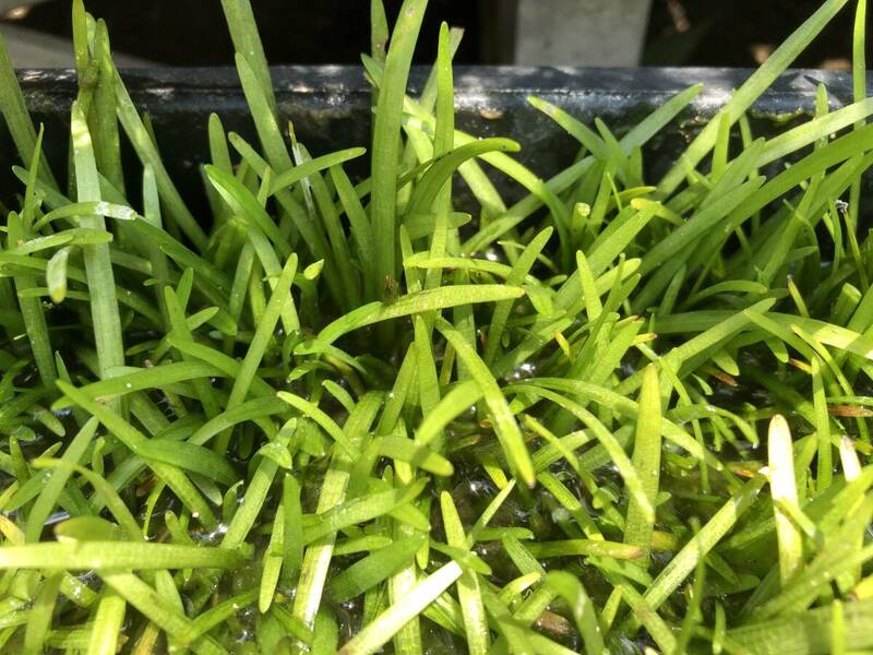 【無農薬】水上葉 ピグミーチェーンサジタリア 5本　水草 水槽　アクアリウム メダカビオトープ