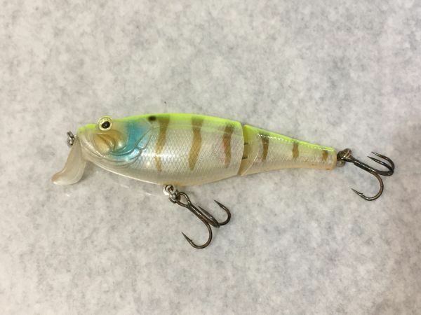 アビキュラ クランキーバスジョイント チャートギル AVICULA CRANKEE BASS JOINT (34）