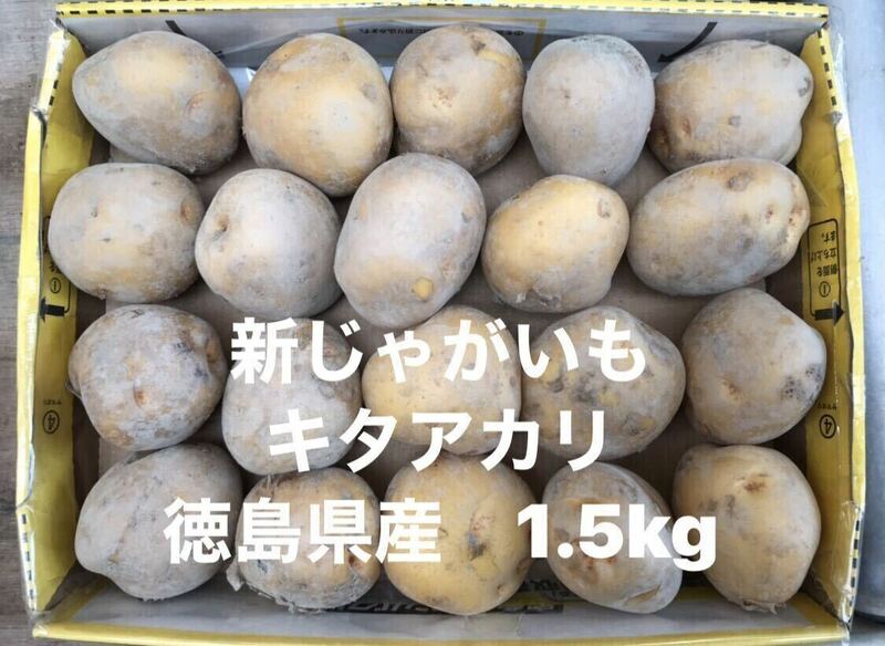 新じゃがいも　1.5kg箱込　きたあかり　徳島県産