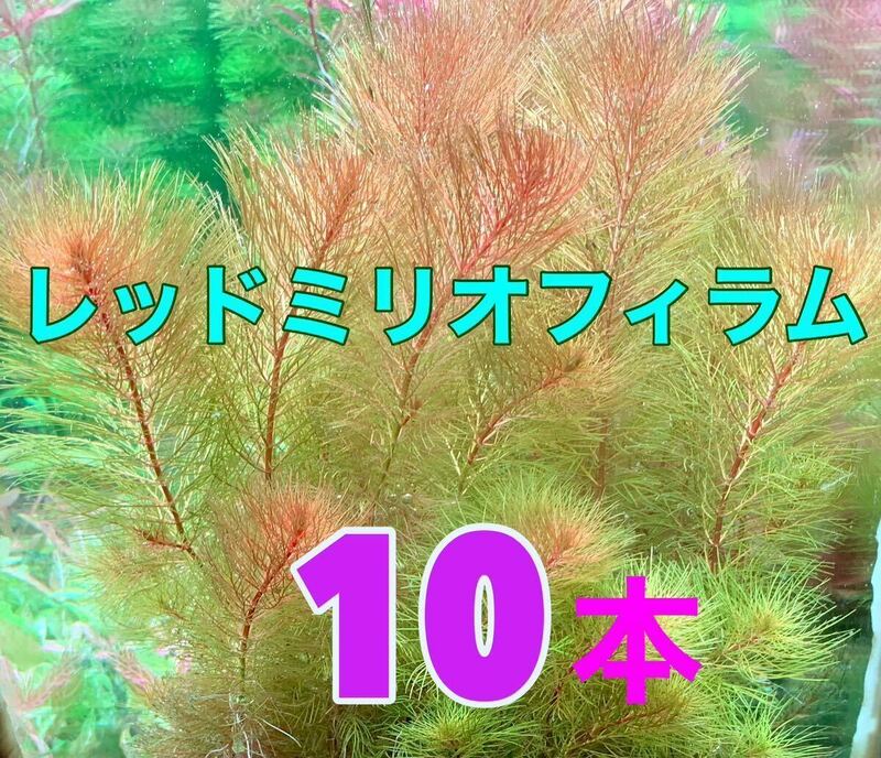 ◆レッドミリオフィラム＊10本◆繊細でキレイ ◆おすすめ水草 水中葉 