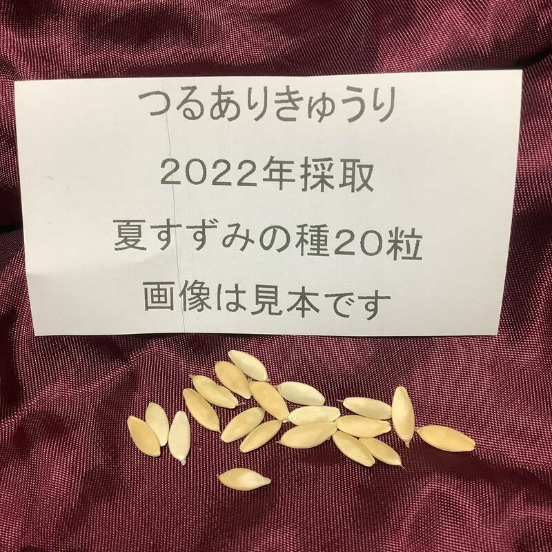 野菜の種 【きゅうりの種】つるあり夏すずみ 2022年採取 約20粒 他の種との同梱一律84円で発送