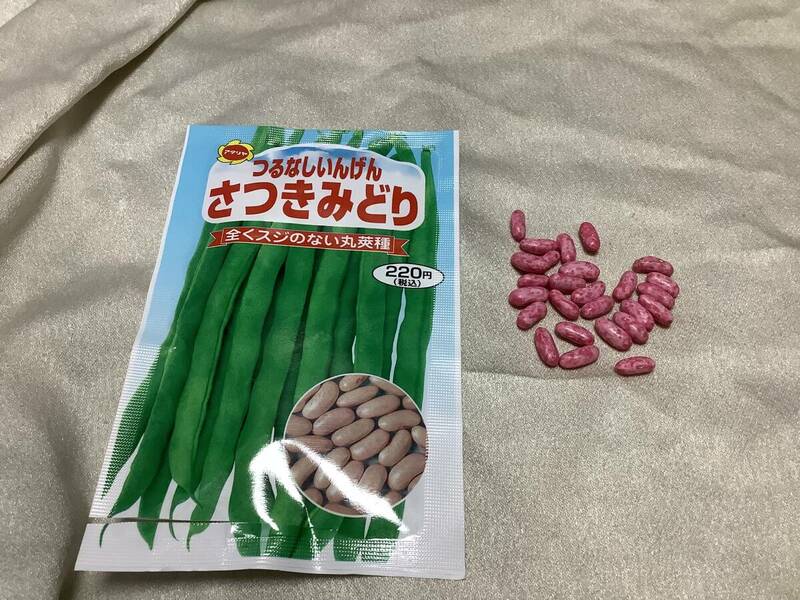 野菜の種 【つるなしいんげん】Ａ 他の種との同梱一律84円で発送