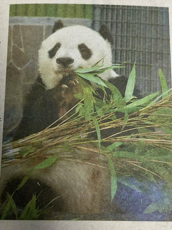 タンタンに励まされ　王子動物園で追悼式　2024年5月24日(金) 毎日小学生新聞　ジャイアントパンダ