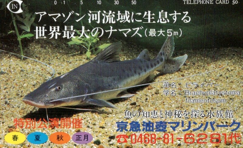 ★ナマズ　京急油壺マリンパーク★テレカ５０度数未使用qv_167