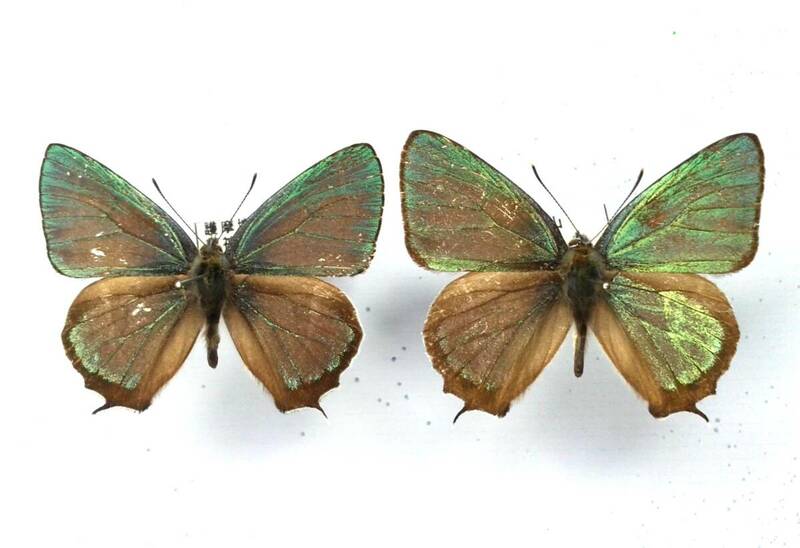 蝶　標本　エゾミドリシジミ　2♂　和歌山県