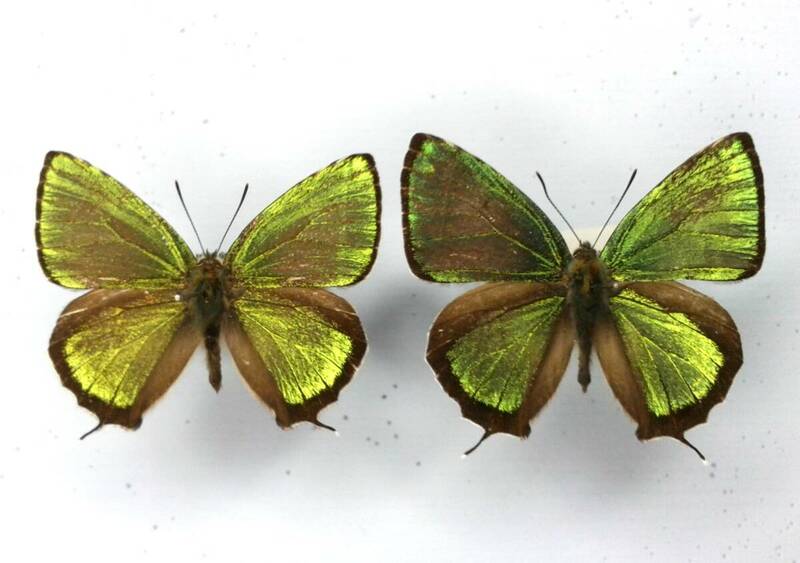 蝶　標本　アイノミドリシジミ　2♂　和歌山県