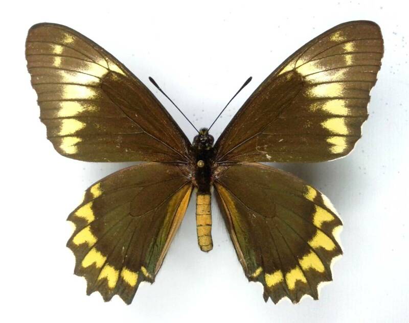 蝶　標本　ケブカアオジャコウアゲハ　madyes　♂　Peru