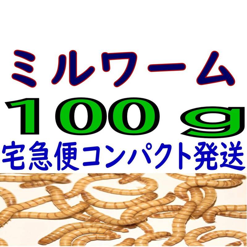 活 ミルワーム (生き餌)1００g + α（宅急便コンパクト発送）