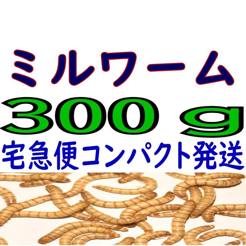 活 ミルワーム (生き餌)３００g + α（宅急便コンパクト発送）