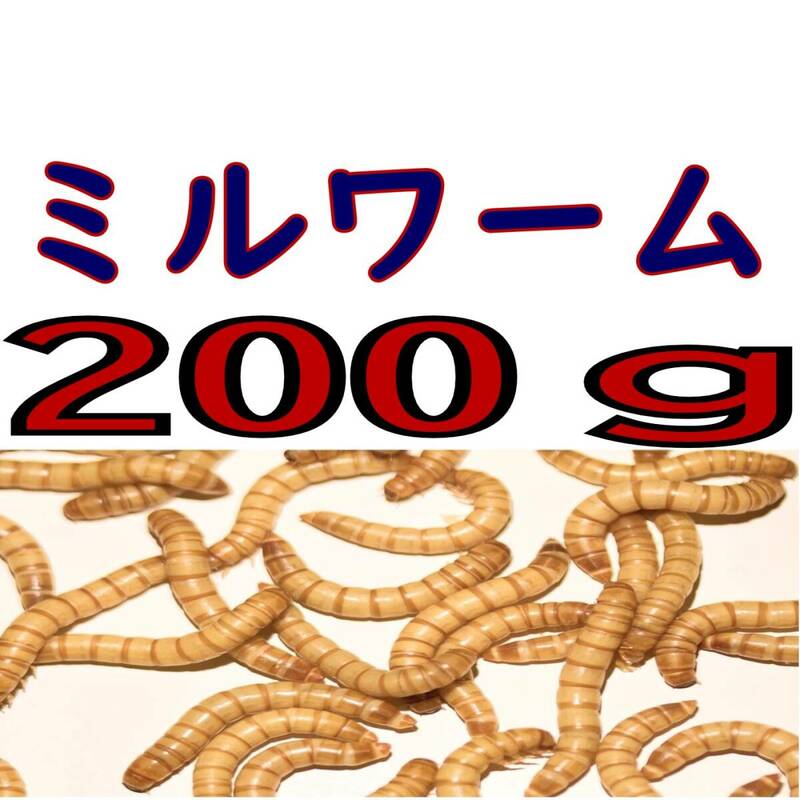 活 ミルワーム (生き餌)２００g + α 　　