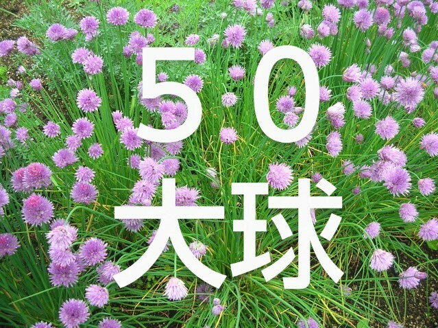 1 チャイブ エゾネギ（蝦夷葱）アサツキ（浅葱）あさつき 球根（50球 大） 無農薬 天然 北海道 