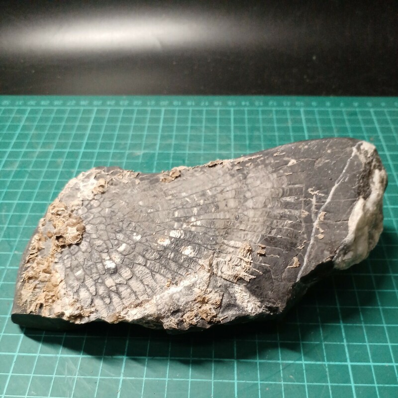 6712 床板珊瑚　サンゴ　石炭紀　中国貴州省　母岩サイズ　17cm×8cm