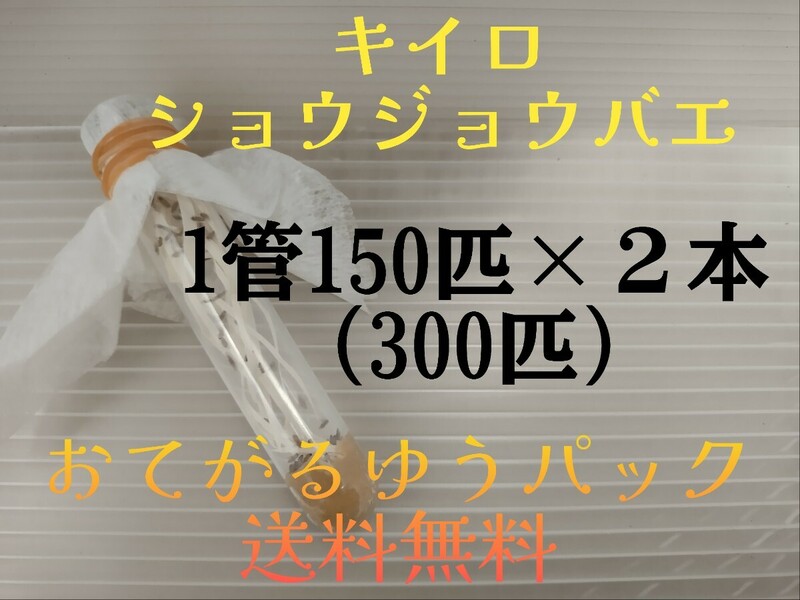 （おてがるゆうパック発送）キイロショウジョウバエ 300匹 （餌用ショウジョウバエ）