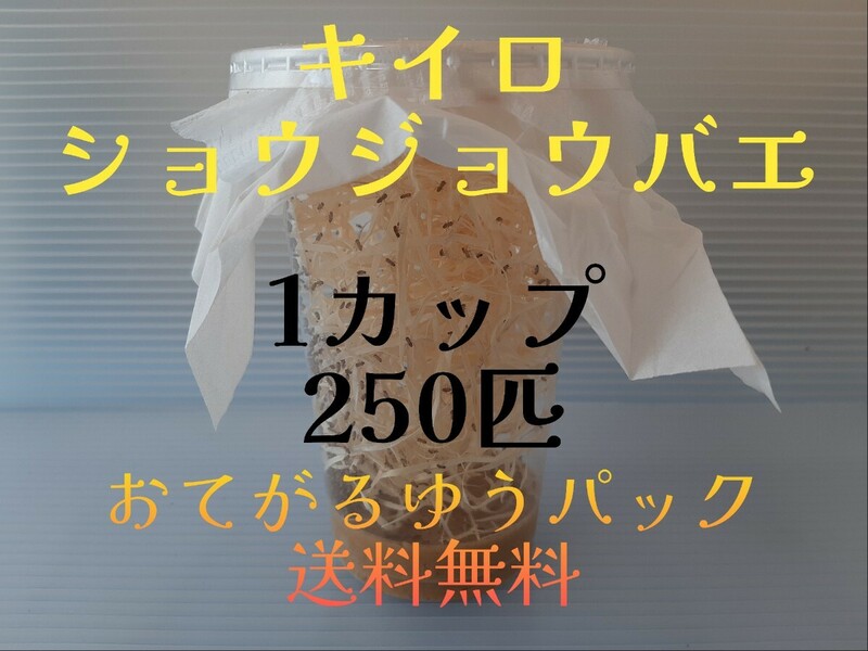 （250匹×1カップ）キイロショウジョウバエ （餌用ショウジョウバエ）