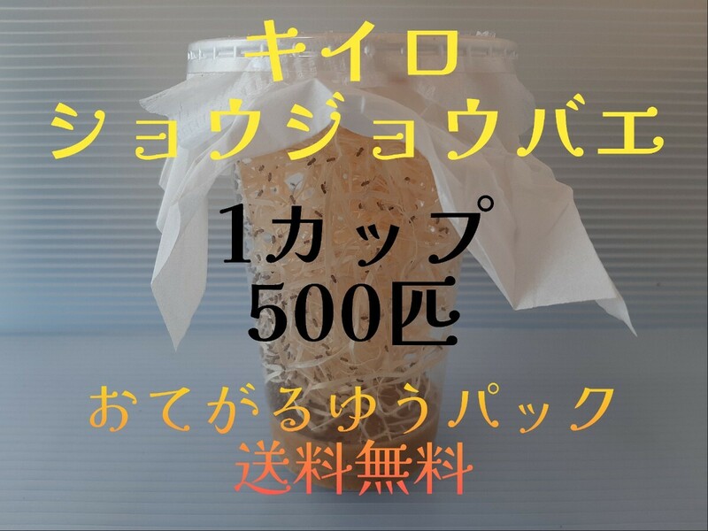 （500匹×1カップ）キイロショウジョウバエ （餌用ショウジョウバエ）