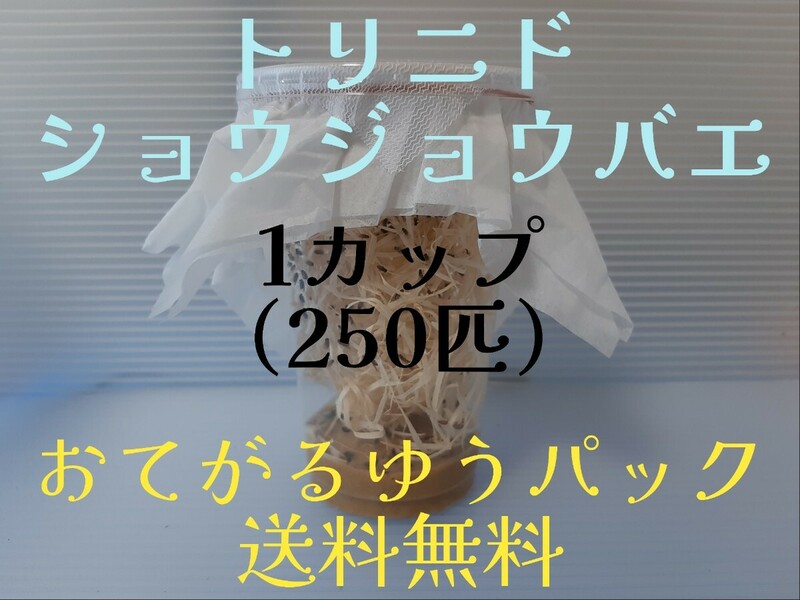 （250匹×1カップ） トリニドショウジョウバエ （餌用ショウジョウバエ）