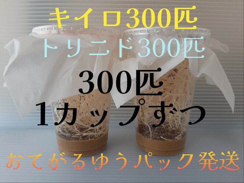 （300匹ずつ 送料無料）キイロショウジョウバエとトリニドショウジョウバエ 300匹×1カップずつ （餌用ショウジョウバエ）