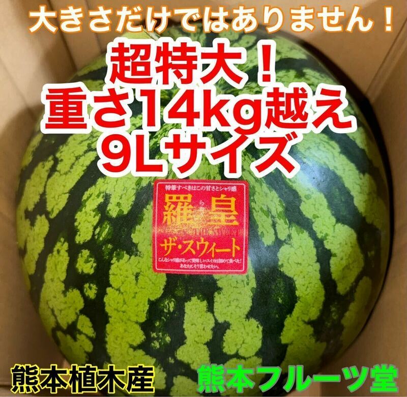 超特大！熊本産【羅皇】秀品9Lサイズ（1玉14〜15kg）熊本フルーツ堂90