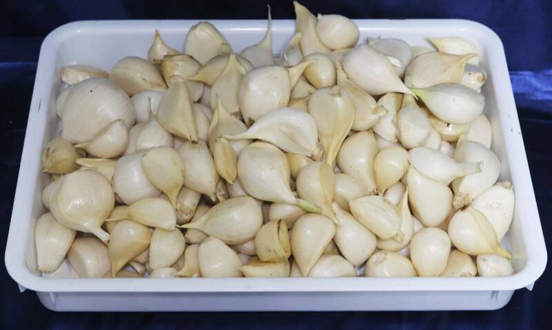 ●ジャンボにんにく バラ 約3kg 無選別 大小混合 じゃんぼにんにく 大蒜 ジャンボニンニク