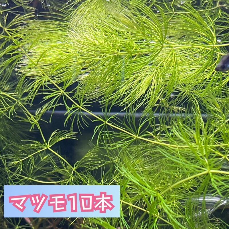 【送料無料】無農薬 マツモ 水草 10本 金魚藻　　