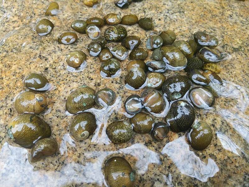 イシマキガイ 20匹 送料無料 コケ取り 水質浄化 水路採取 天然 自然 田舎 苔 めだか 水槽 掃除 清掃 石巻貝