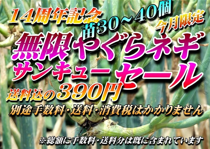 ☆珠芽苗30～60個☆無限ヤグラネギ 390円送料込み☆14周年記念サンキューセール◆種子 二階 三階 葱 櫓 灯台 無限深谷 ネギ やぐらねぎ