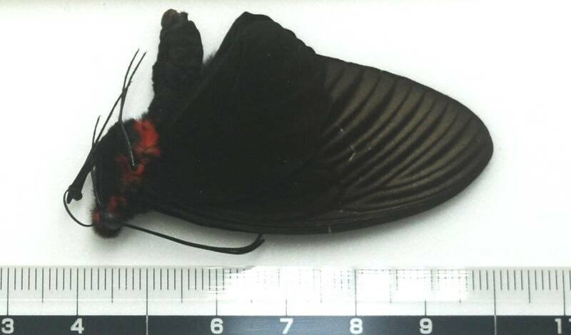 外国産蝶　完全未展翅標本―２００８年１０月―ジャワ島のニジアケボノアゲハ♂