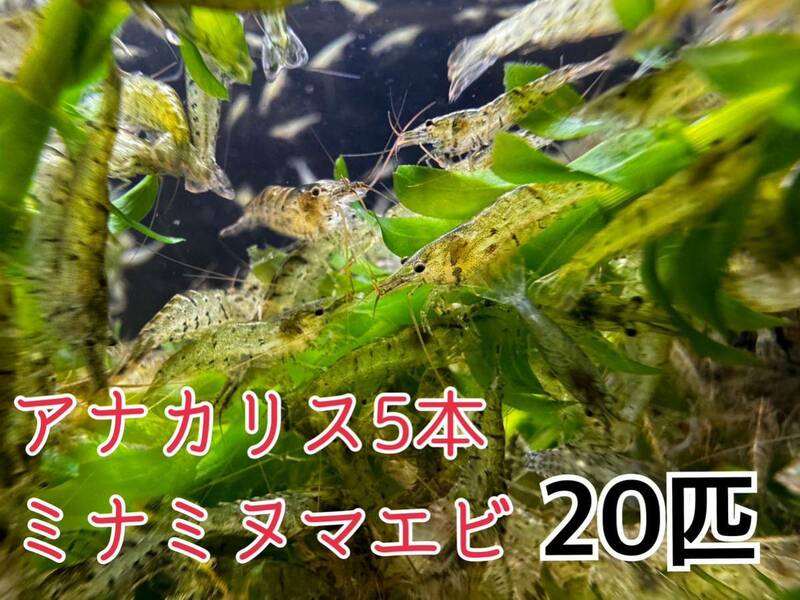 ☆送料無料 離れ島不可 ミナミヌマエビ20匹＋α死着保証分とアナカリス5本セット即決価格 淡水エビ 餌 水草 コケ取り川エビ