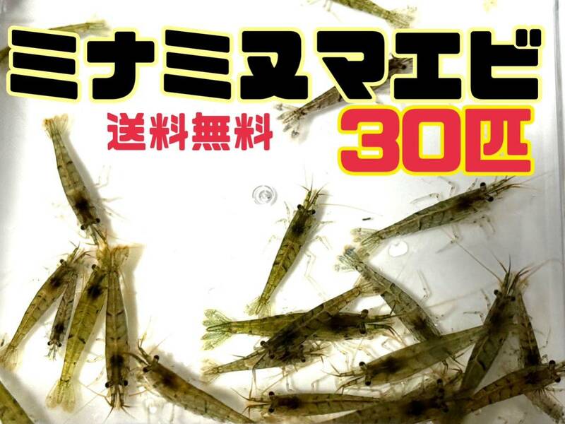 ☆送料込 アナカリス5本＋ミナミヌマエビ30匹セット即決価格 離れ島不可 川エビ 淡水エビ 餌 エビ 水草 メダカ水槽などにも