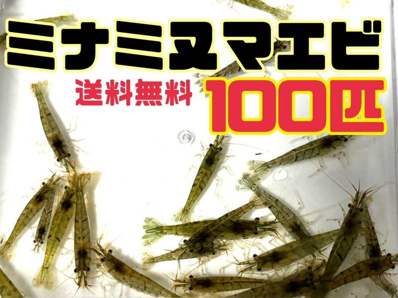 ☆送料無料 アナカリス5本とミナミヌマエビ100匹セット即決価格 川エビ 淡水エビ 餌 水草 離れ島不可餌 淡水魚餌