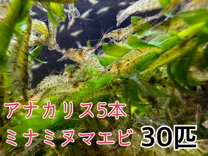 ☆送料込 ミナミヌマエビ30匹＋α死着保証分とアナカリス5本セット離れ島不可　川エビ 淡水エビ 餌 エビ 水草 メダカ水槽アクアリウム 