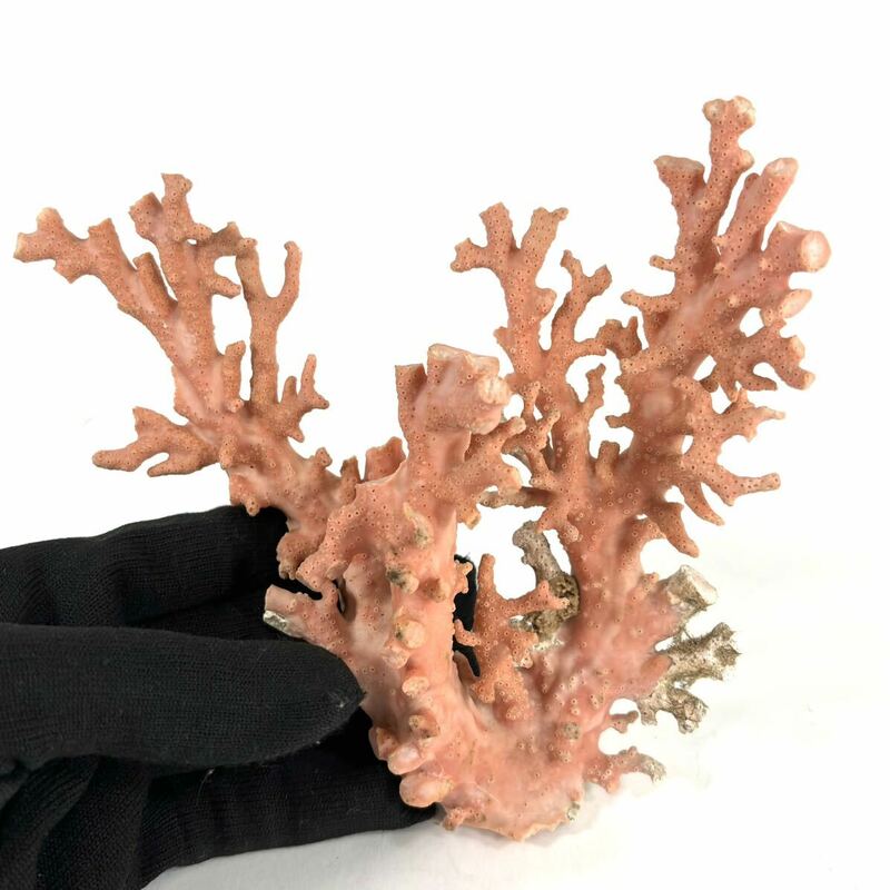 ☆特大184g☆ 国産天然珊瑚 赤珊瑚 桃色珊瑚 珊瑚 原木 サンゴ コーラル 天然物 鑑賞美術 コレクション RK