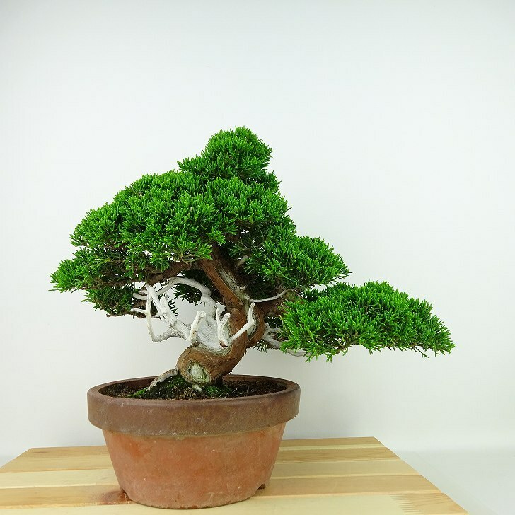 盆栽 真柏 樹高 約25cm しんぱく Juniperus chinensis シンパク “ジン シャリ” ヒノキ科 常緑樹 観賞用 現品