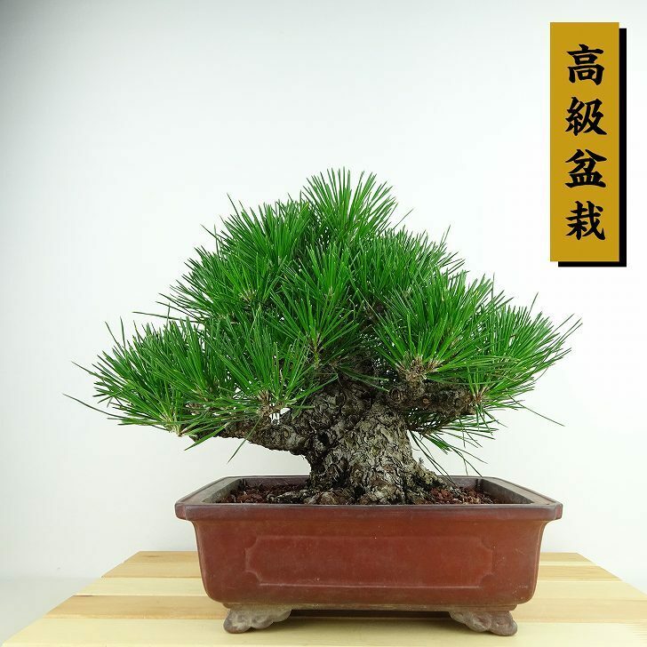 盆栽 松 黒松 樹高 約22cm くろまつ 高級盆栽 Pinus thunbergii クロマツ マツ科 常緑針葉樹 観賞用 現品