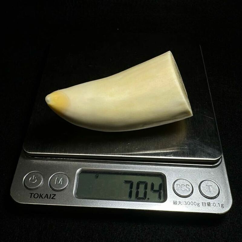 【マッコウクジラの歯 70.4g】抹香 鯨 クジラ 歯 牙 印材 鯨歯