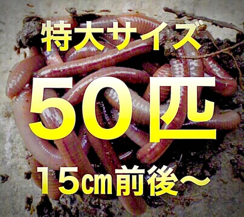 【 火水金土日のみ発送】 50匹　ドバミミズ ミミズ　天然　エサ　生き餌　釣り餌　