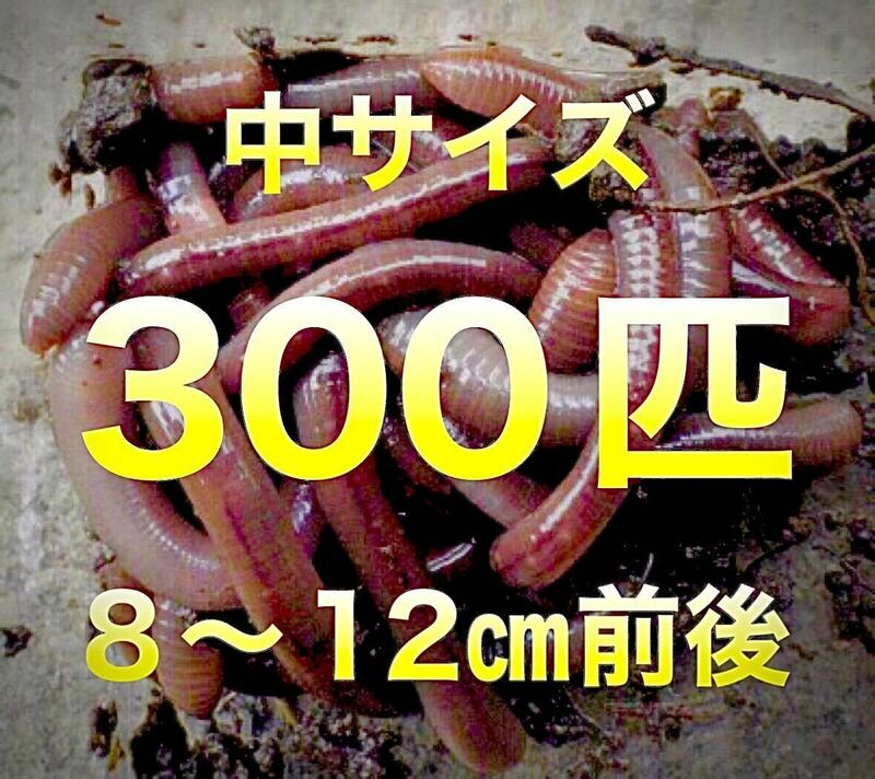 【 火水金土日のみ発送】 300匹　ドバミミズ 天然　ミミズ　エサ　生き餌　釣り餌　