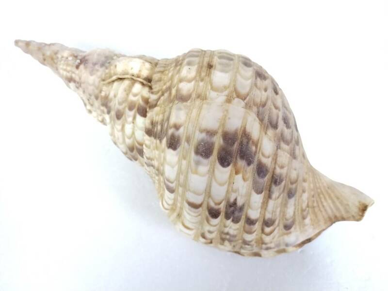 法螺貝　ほら貝　ホラガイ　巻貝　約27㎝　約315g　【2】