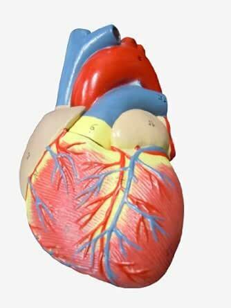 ＭＦＣ 心臓模型 実物大【スタンド付き】 弁 右心房 左心房 右心室 左心室 人体模