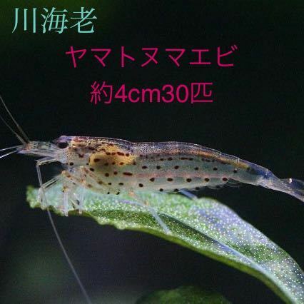 【川海老】約4cm30匹ヤマトヌマエビ★北海道・沖縄への発送は休止中です★す