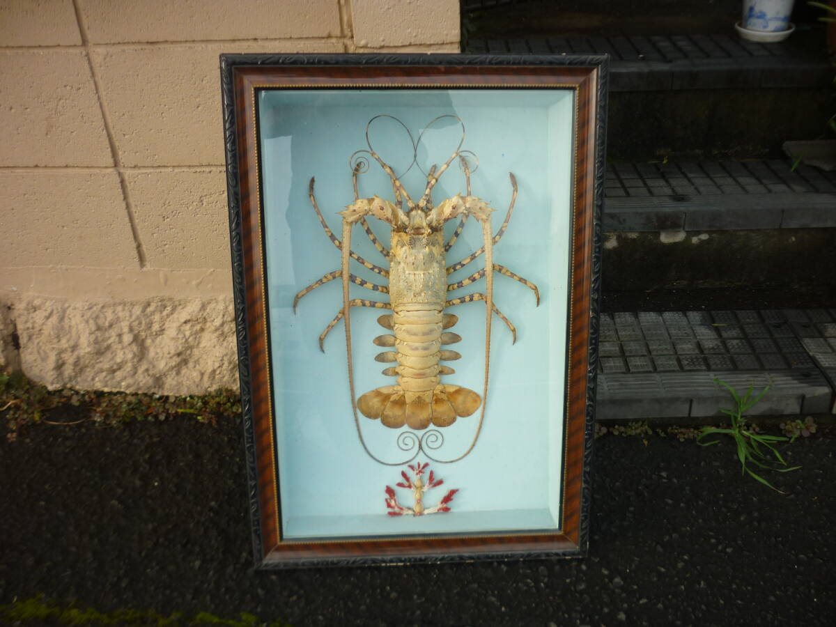 伊勢海老か五色海老　剥製　中古　剥製エビサイズ35ｃｍ～40ｃｍ有ります