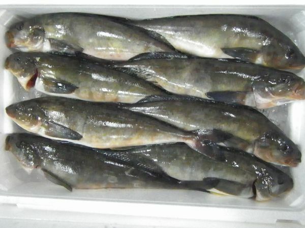 〔大サイズ〕北海道産活〆真ほっけ5ｋｇ（6尾前後）〔Ｂ〕北港直販☆ホッケ・魚〔代引き不可〕