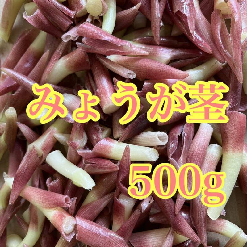 高知産　みょうが茎　500g ネコポス送料無料