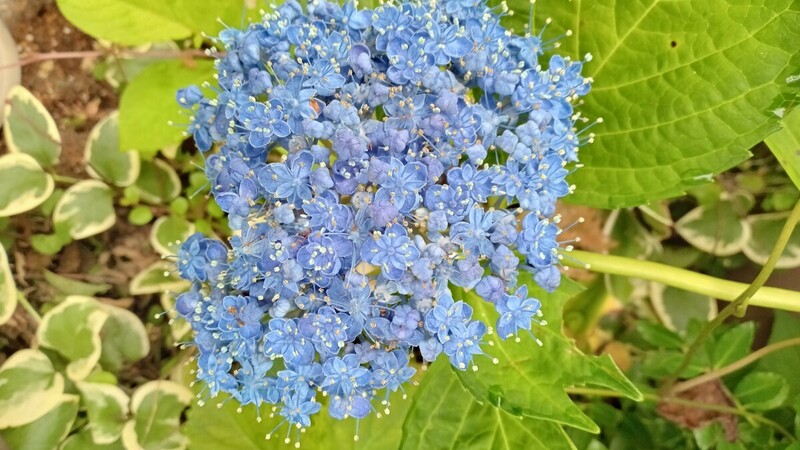 紫陽花三河千鳥挿し穂５本