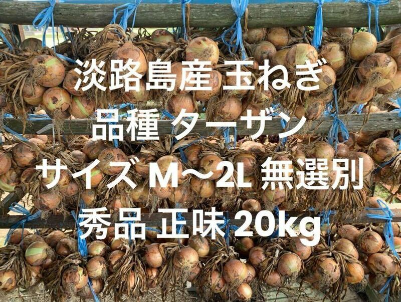 兵庫県 淡路島産 玉ねぎ M～2L 秀品正味20kg 品種 ターザン ツル付不可 淡路 淡路島