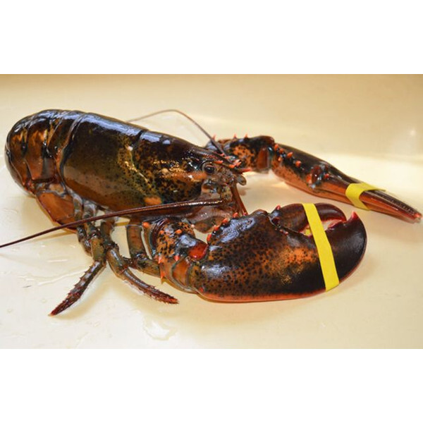 活オマール海老1尾(400-500gサイズ)【アメリカ・カナダ産】【冷蔵便】