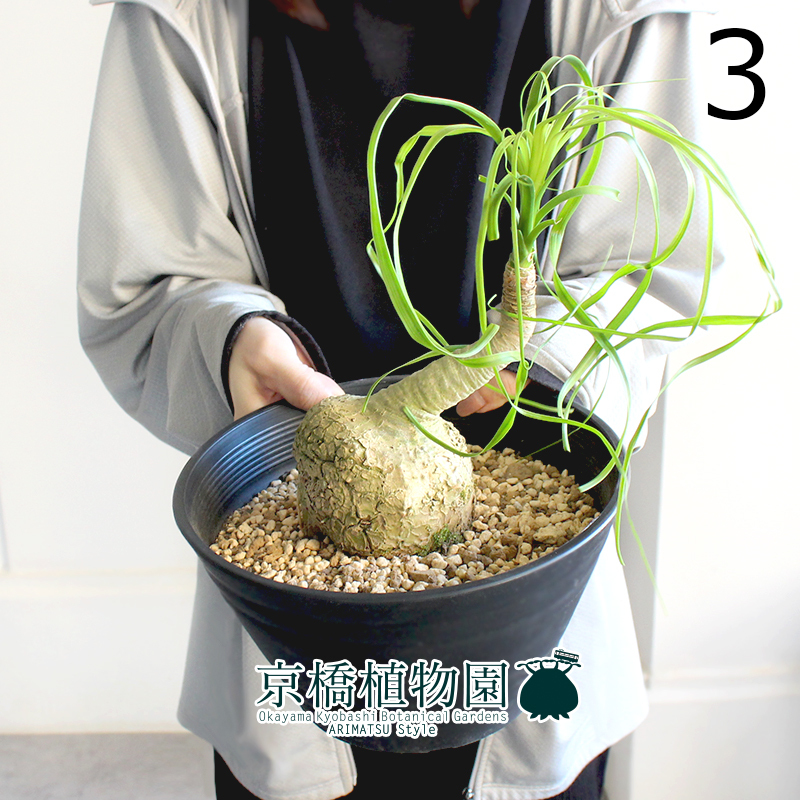 【現品】トックリラン/ノリナ/ポニーテール 曲がり 7号 黒セラアート鉢（3）Nolina recurvata