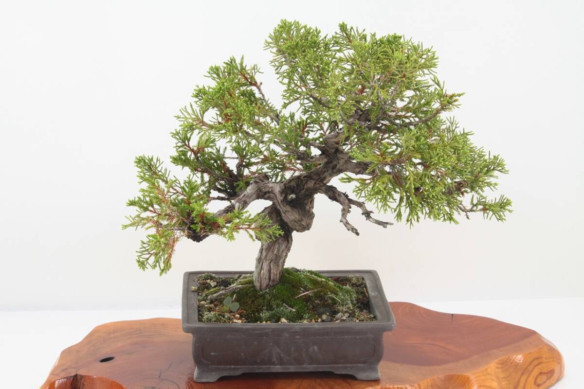【美容師が育てた盆栽】真柏シンパク 高32cm 幅33cm 奥27cm ★引取り大歓迎★ #BN08