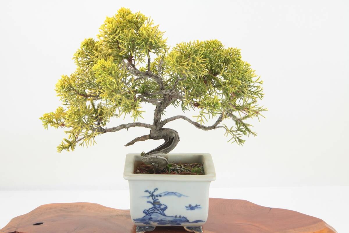 【美容師が育てた盆栽】真柏シンパク 高31cm 幅31cm 奥21cm ★引取り大歓迎★ #BN11